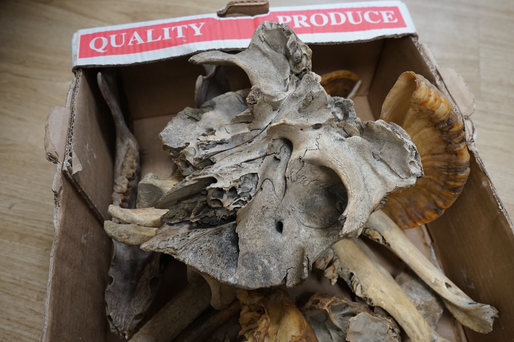 Science interest - a collection of horns, bones, fossils etc.